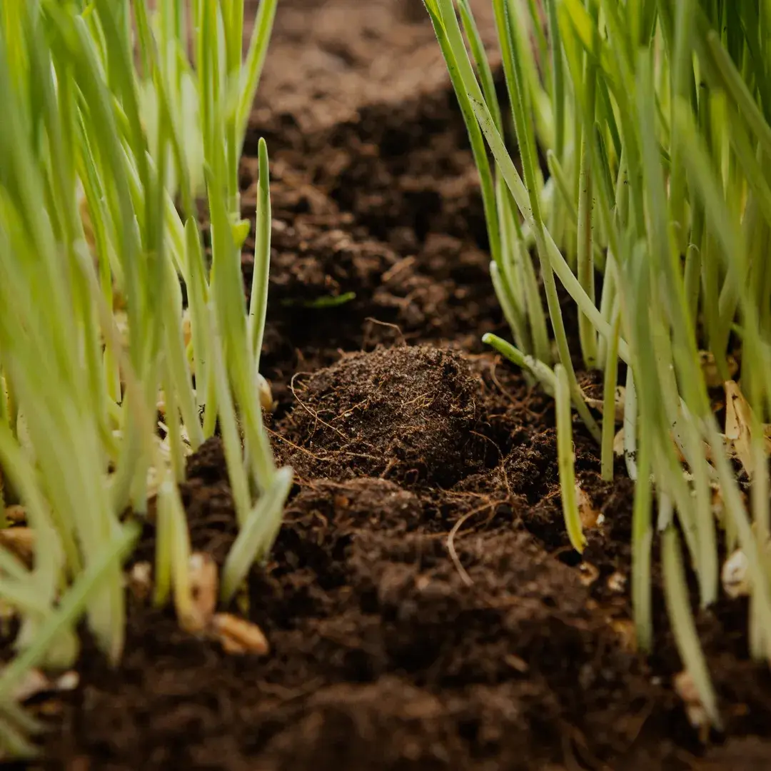 Agrosem2